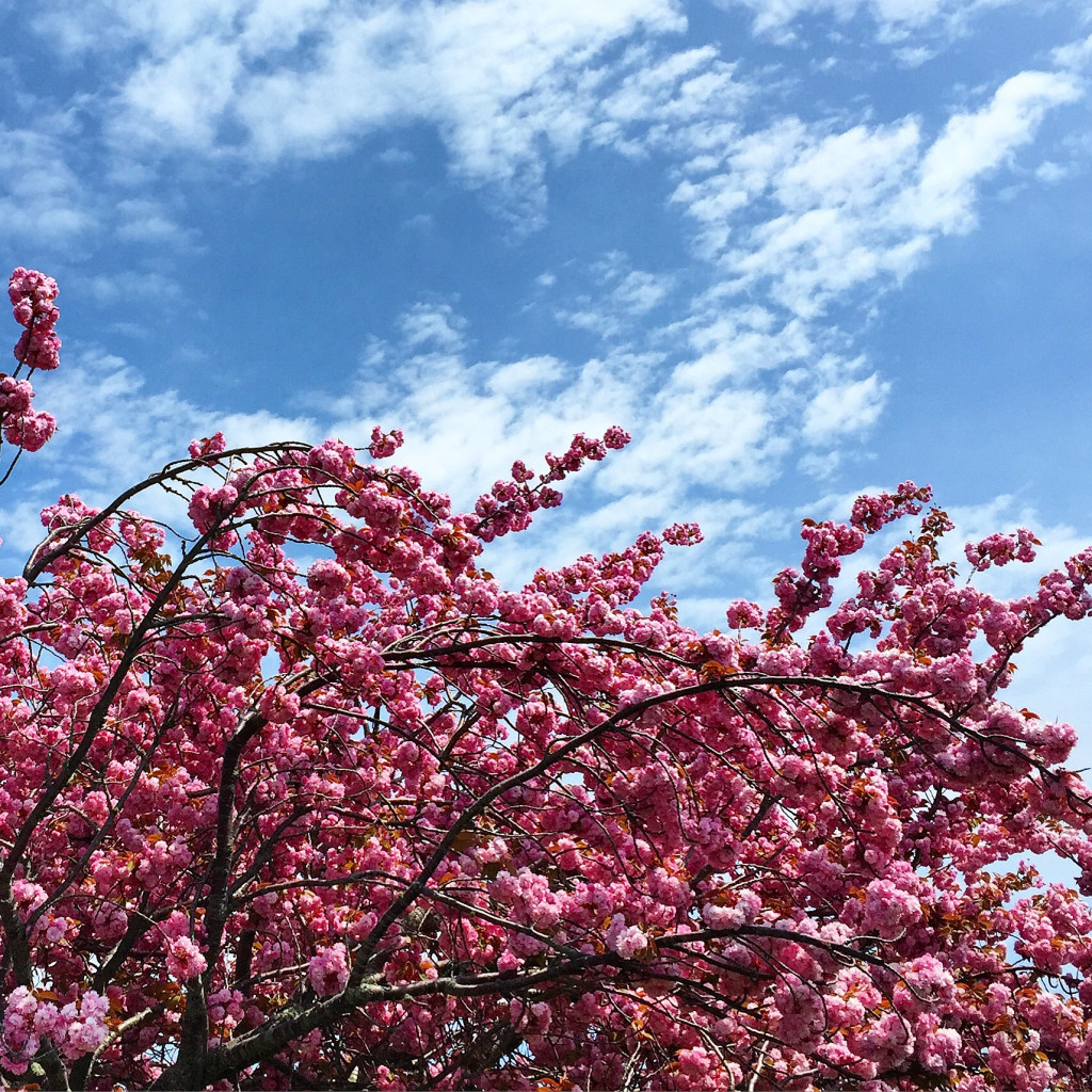 Cherry blossoms at Newport's Perrotti Park in May